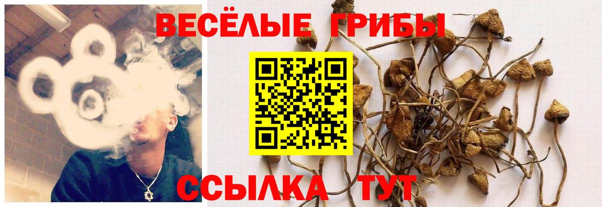 Псилоцибиновые грибы GOLDEN TEACHER  Вход с VPN  Псилоцибиновые грибы GOLDEN TEACHER  сколько стоит  Видное 